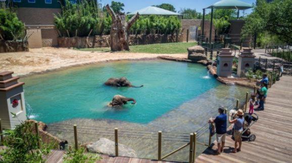 Апартаменти *Hidden Gem* Cozy 1 Bd Nrg/Tmc/Dt/Zoo/Museums Х'юстон Екстер'єр фото